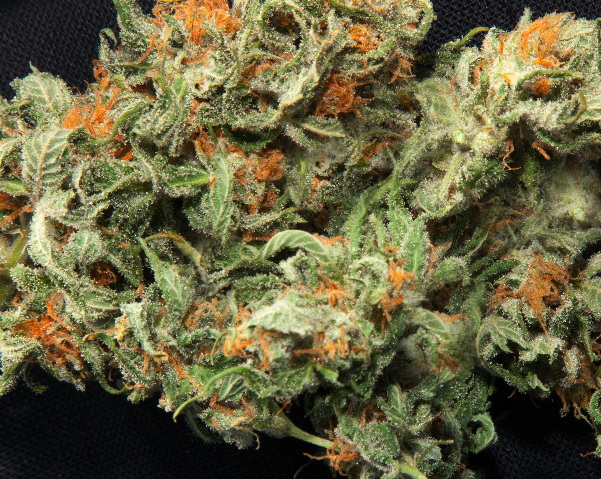 chronic strain marijuana buds