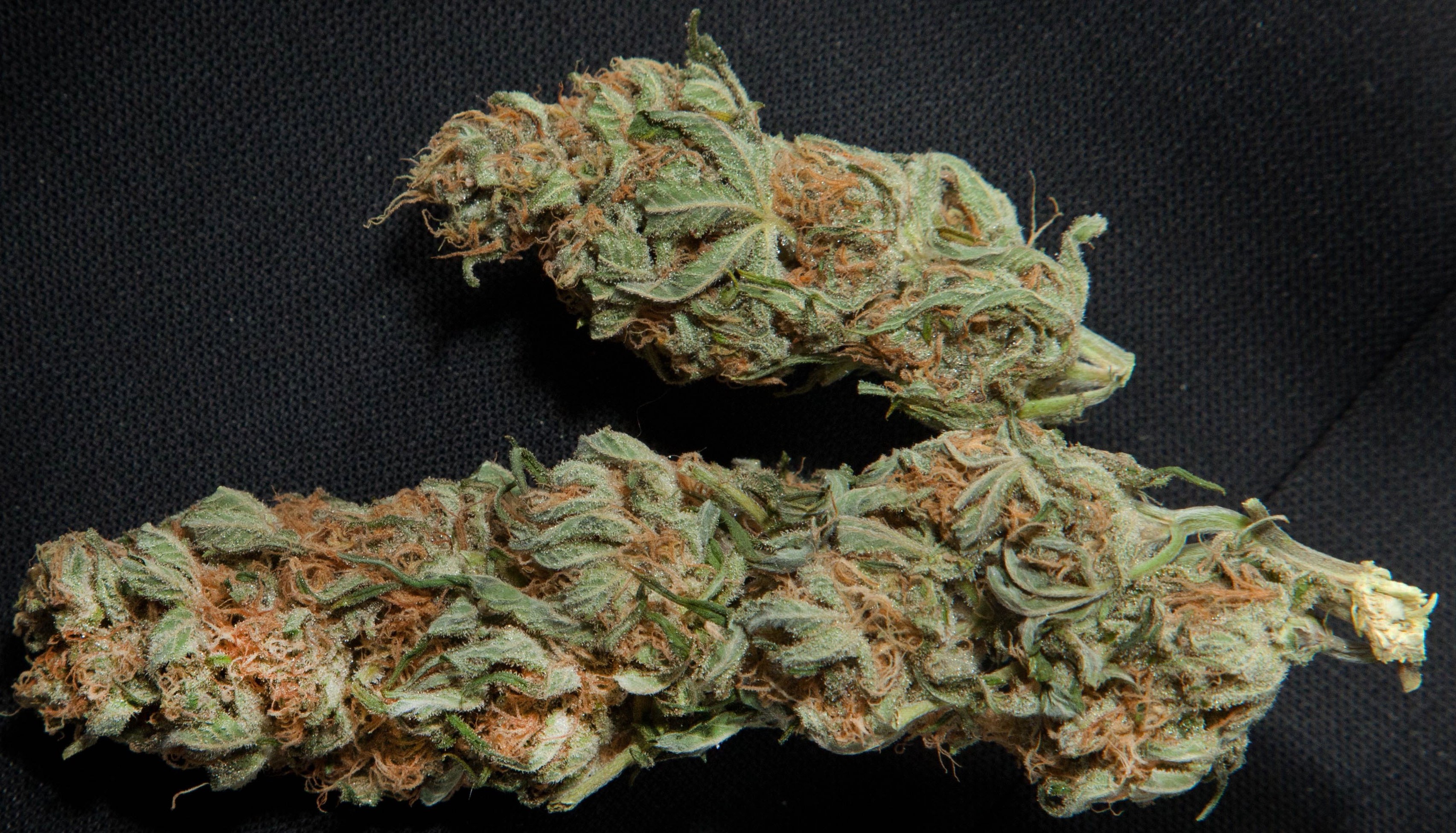 trainwreck strain marijuana buds